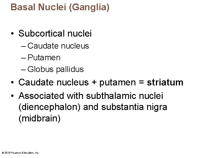 Basal Nuclei (Ganglia) • Subcortical nuclei – Caudate nucleus – Putamen – Globus pallidus