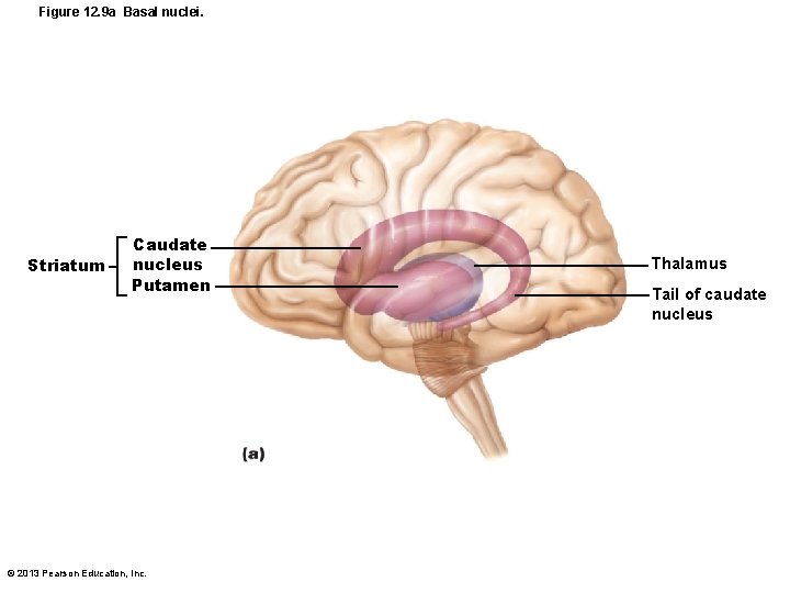 Figure 12. 9 a Basal nuclei. Striatum Caudate nucleus Putamen © 2013 Pearson Education,