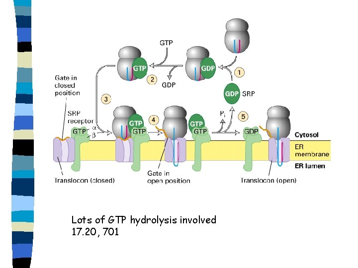 Lots of GTP hydrolysis involved 17. 20, 701 