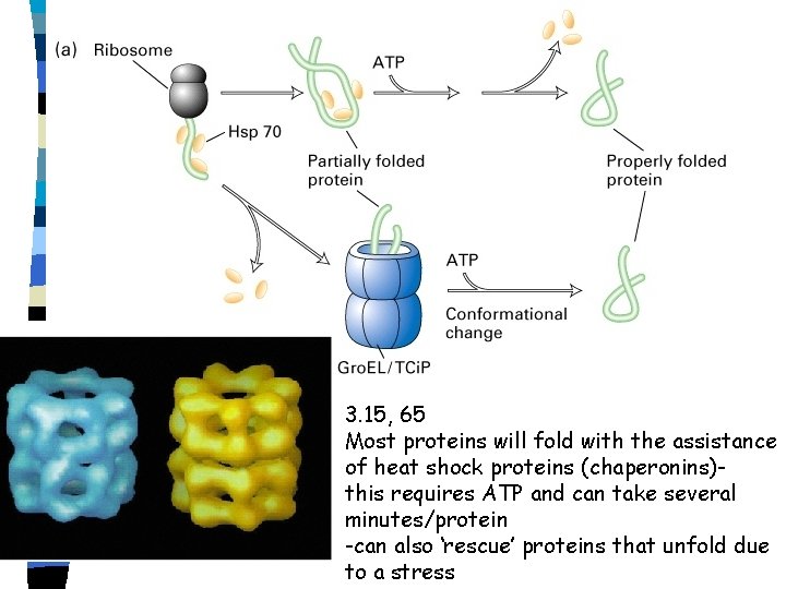 3. 15, 65 Most proteins will fold with the assistance of heat shock proteins