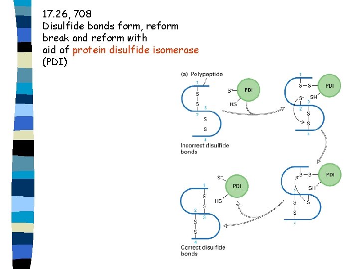 17. 26, 708 Disulfide bonds form, reform break and reform with aid of protein