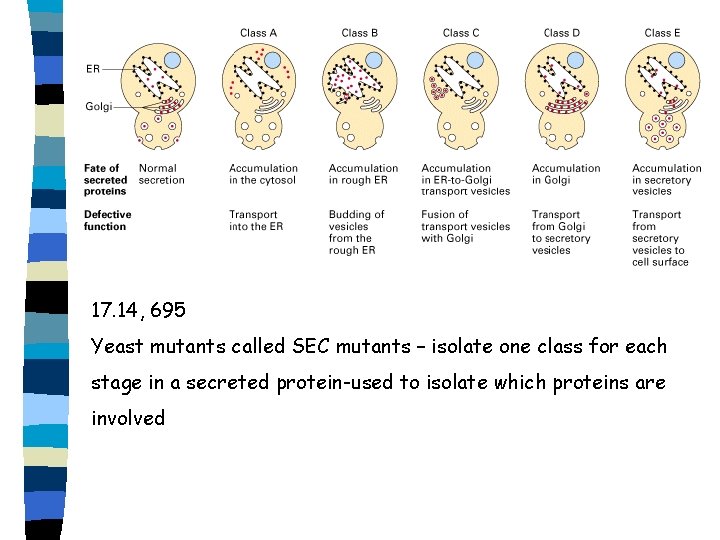 17. 14, 695 Yeast mutants called SEC mutants – isolate one class for each