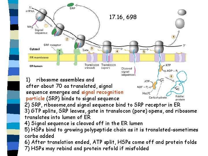 17. 16, 698 1) ribosome assembles and after about 70 aa translated, signal sequence