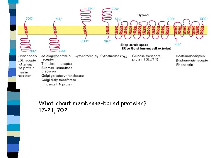 What about membrane-bound proteins? 17 -21, 702 