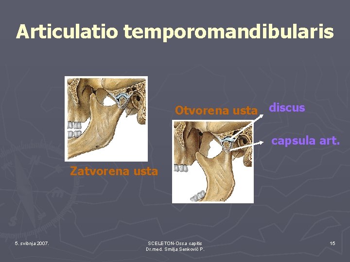 Articulatio temporomandibularis Otvorena usta discus capsula art. Zatvorena usta 5. svibnja 2007. SCELETON-Ossa capitis