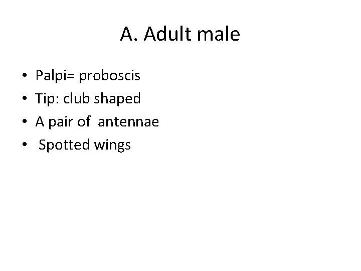 A. Adult male • • Palpi= proboscis Tip: club shaped A pair of antennae A. Adult male • • Palpi= proboscis Tip: club shaped A pair of antennae