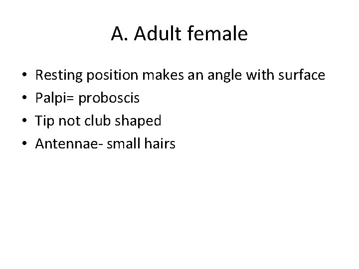 A. Adult female • • Resting position makes an angle with surface Palpi= proboscis