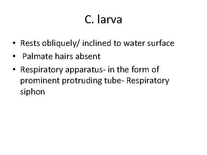 C. larva • Rests obliquely/ inclined to water surface • Palmate hairs absent • C. larva • Rests obliquely/ inclined to water surface • Palmate hairs absent •