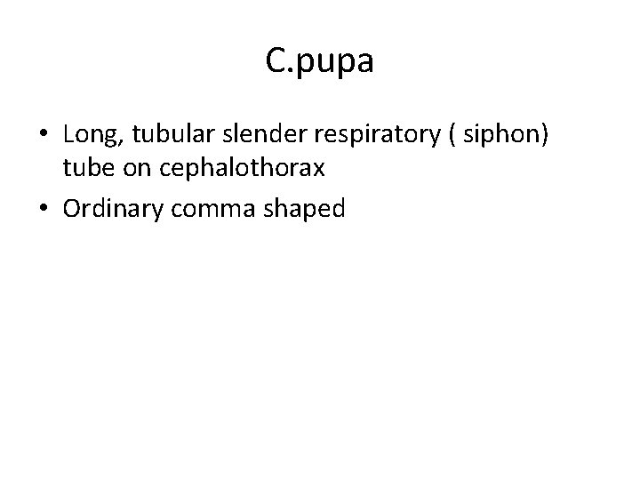 C. pupa • Long, tubular slender respiratory ( siphon) tube on cephalothorax • Ordinary C. pupa • Long, tubular slender respiratory ( siphon) tube on cephalothorax • Ordinary