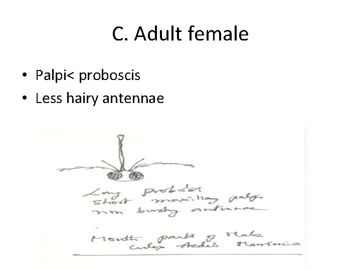 C. Adult female • Palpi< proboscis • Less hairy antennae 