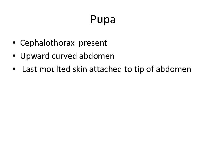 Pupa • Cephalothorax present • Upward curved abdomen • Last moulted skin attached to Pupa • Cephalothorax present • Upward curved abdomen • Last moulted skin attached to
