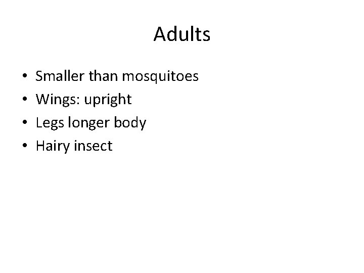 Adults • • Smaller than mosquitoes Wings: upright Legs longer body Hairy insect 