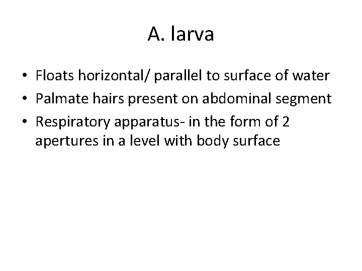 A. larva • Floats horizontal/ parallel to surface of water • Palmate hairs present