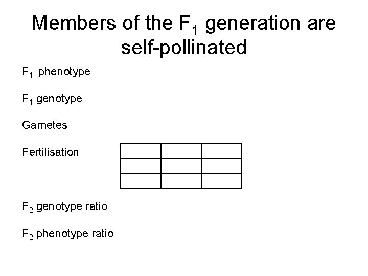 Members of the F 1 generation are self-pollinated F 1 phenotype F 1 genotype Members of the F 1 generation are self-pollinated F 1 phenotype F 1 genotype
