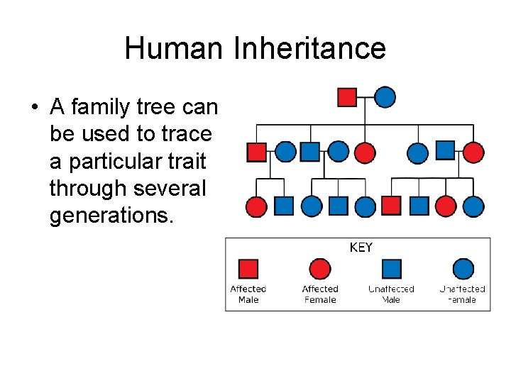 Human Inheritance • A family tree can be used to trace a particular trait Human Inheritance • A family tree can be used to trace a particular trait
