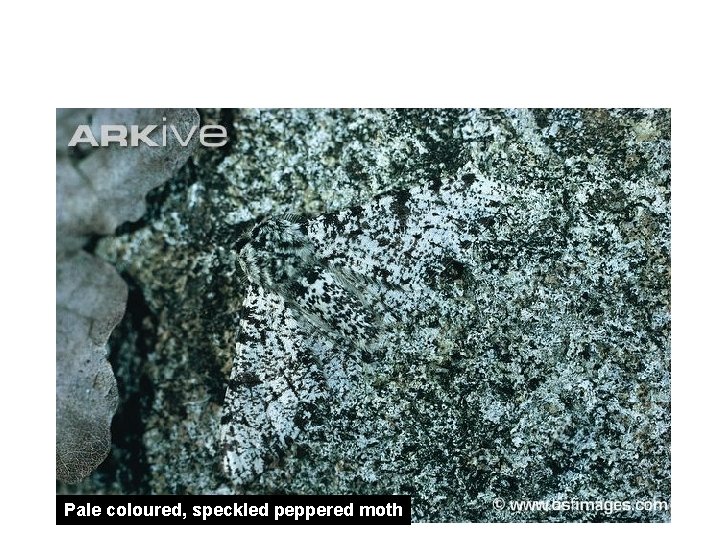 Peppered moth “A modern example of evolution” Pale coloured, speckled peppered moth Peppered moth “A modern example of evolution” Pale coloured, speckled peppered moth