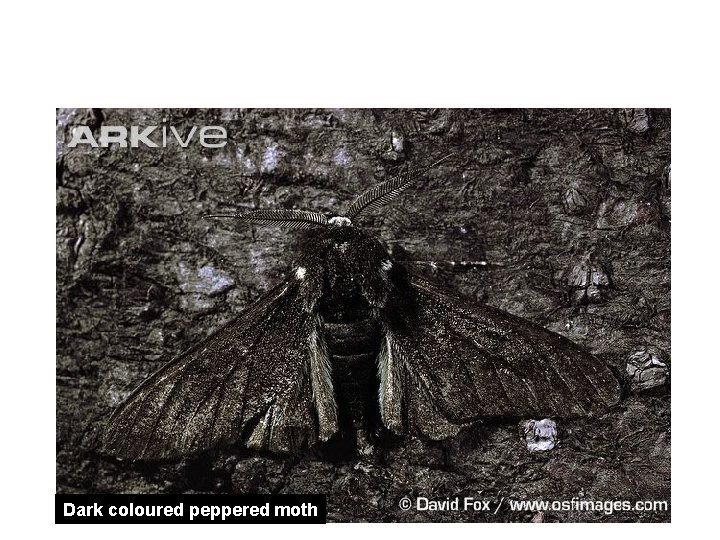 Peppered moth “A modern example of evolution” Dark coloured peppered moth Peppered moth “A modern example of evolution” Dark coloured peppered moth