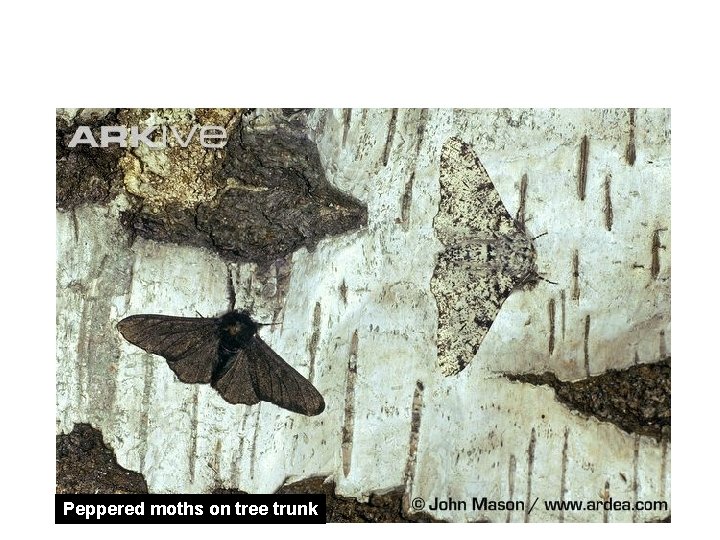 Peppered moth “A modern example of evolution” Peppered moths on tree trunk Peppered moth “A modern example of evolution” Peppered moths on tree trunk