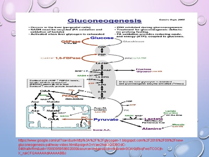 https: //www. google. com/url? sa=i&url=http%3 A%2 F%2 Fglycogen-1. blogspot. com%2 F 2016%2 F 09%2