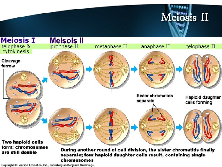 Meiosis II 