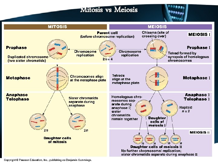 Mitosis vs Meiosis 