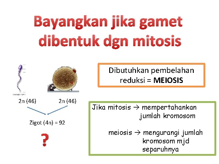 Bayangkan jika gamet dibentuk dgn mitosis Dibutuhkan pembelahan reduksi = MEIOSIS 2 n (46)