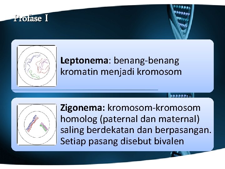 Profase I Leptonema: benang-benang kromatin menjadi kromosom Zigonema: kromosom-kromosom homolog (paternal dan maternal) saling