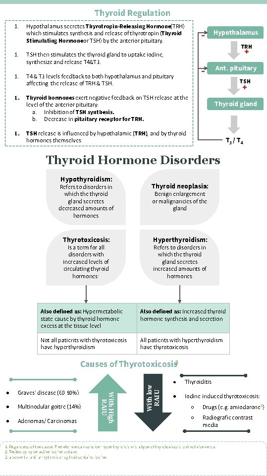 Thyroid Regulation 1. 1. Hypothalamus secretes Thyrotropin-Releasing Hormone(TRH) which stimulates synthesis and release of