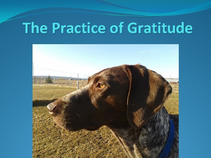 The Practice of Gratitude 