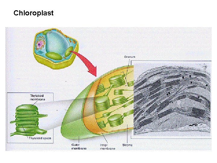 Chloroplast 
