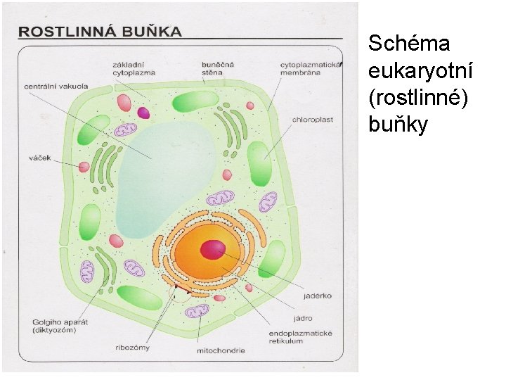 Schéma eukaryotní (rostlinné) buňky 