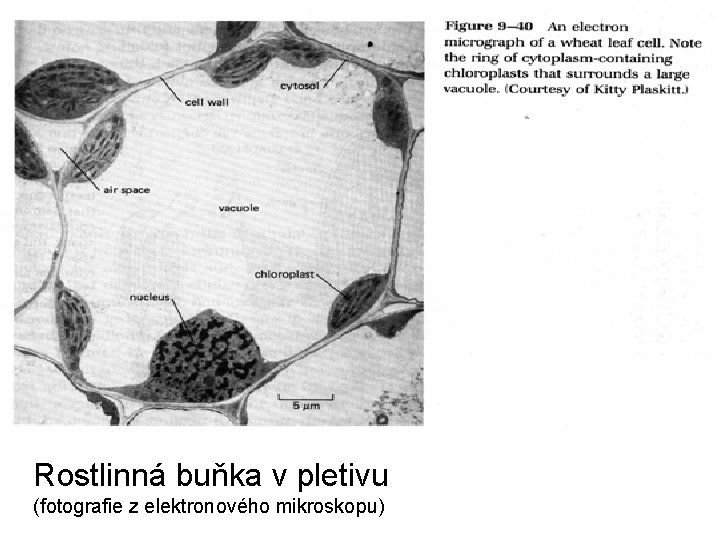 Rostlinná buňka v pletivu (fotografie z elektronového mikroskopu) 