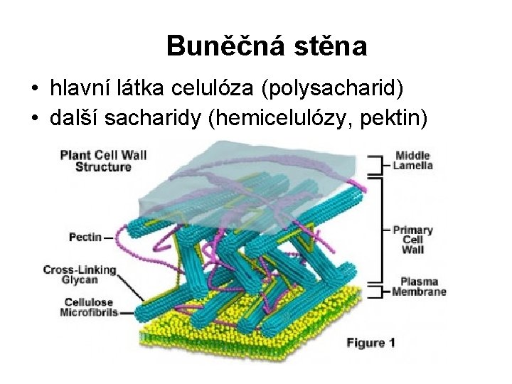 Buněčná stěna • hlavní látka celulóza (polysacharid) • další sacharidy (hemicelulózy, pektin) 
