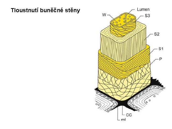 Tloustnutí buněčné stěny 