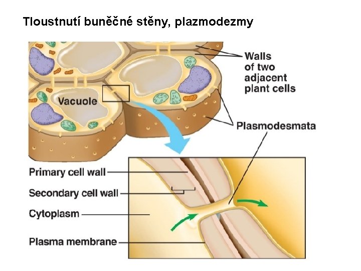 Tloustnutí buněčné stěny, plazmodezmy 