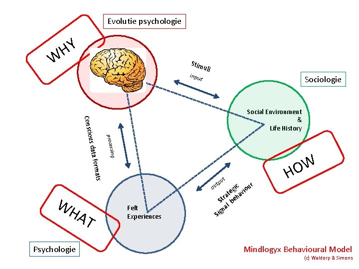 Evolutie psychologie HY W Adapted Mind Stim uli inpu Sociologie t proces sing s
