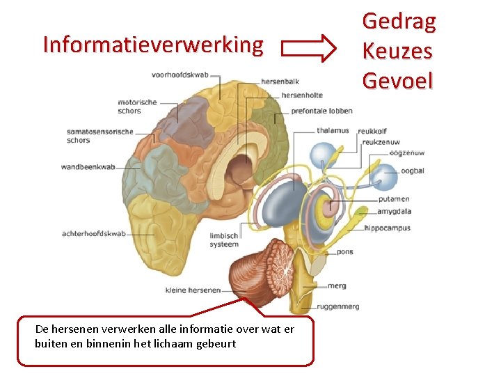 Informatieverwerking De hersenen verwerken alle informatie over wat er buiten en binnenin het lichaam