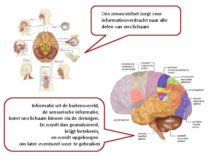 Ons zenuwstelsel zorgt voor informatieoverdracht naar alle delen van ons lichaam Informatie uit de