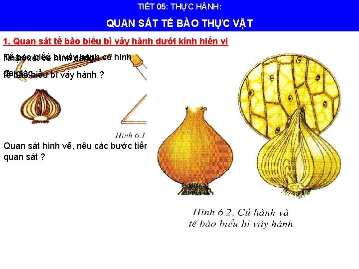 TIẾT 05: THỰC HÀNH: QUAN SÁT TẾ BÀO THỰC VẬT 1. Quan sát tế