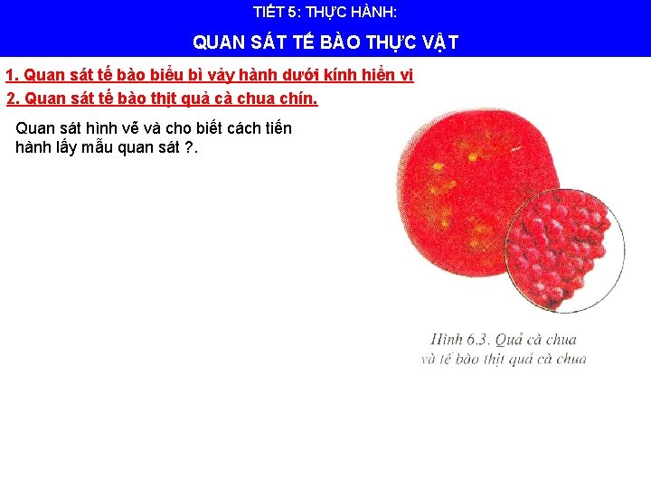 TIẾT 5: THỰC HÀNH: QUAN SÁT TẾ BÀO THỰC VẬT 1. Quan sát tế