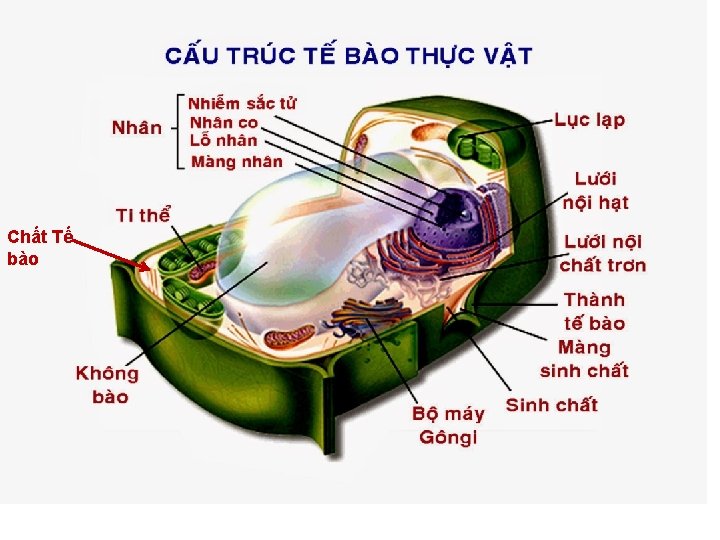 Chất Tế bào 