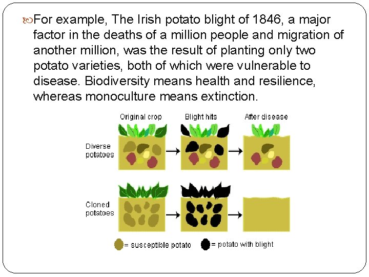  For example, The Irish potato blight of 1846, a major factor in the