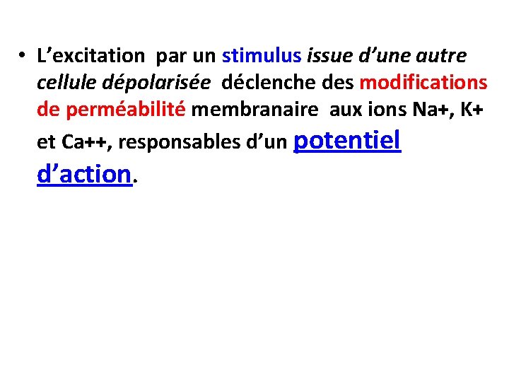  • L’excitation par un stimulus issue d’une autre cellule dépolarisée déclenche des modifications