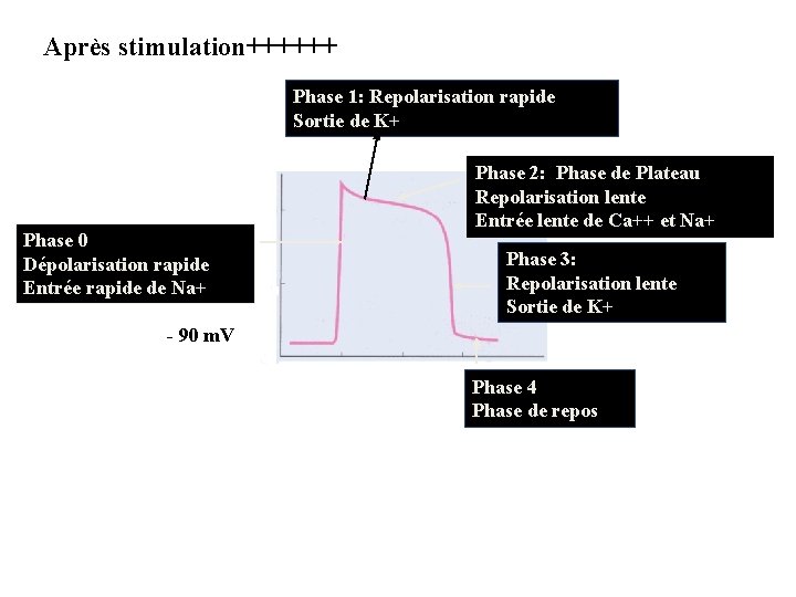 Après stimulation++++++ Phase 1: Repolarisation rapide Sortie de K+ Phase 0 Dépolarisation rapide Entrée