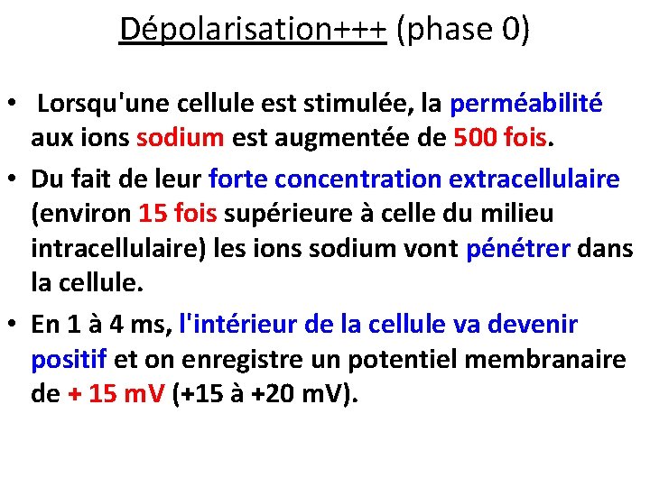 Dépolarisation+++ (phase 0) • Lorsqu'une cellule est stimulée, la perméabilité aux ions sodium est