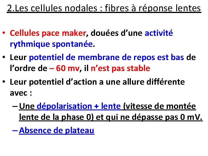 2. Les cellules nodales : fibres à réponse lentes • Cellules pace maker, douées