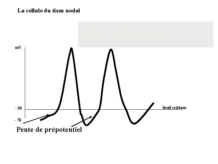 La cellule du tissu nodal m. V Origine du pré-potentiel Modification de la perméabilité