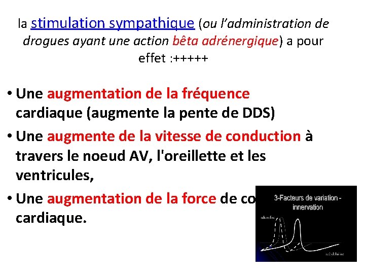 la stimulation sympathique (ou l’administration de drogues ayant une action bêta adrénergique) a pour