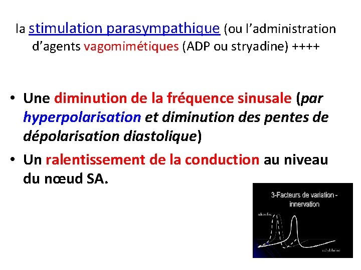 la stimulation parasympathique (ou l’administration d’agents vagomimétiques (ADP ou stryadine) ++++ • Une diminution