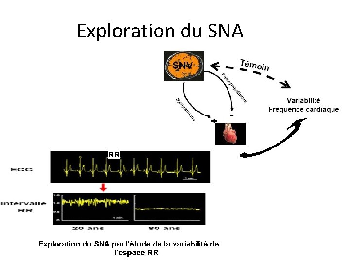  Exploration du SNA 